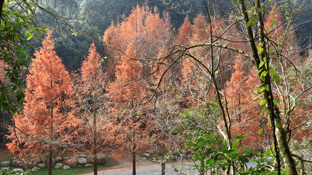 中部自由行花絮    1220-2   杉林溪的水杉林   