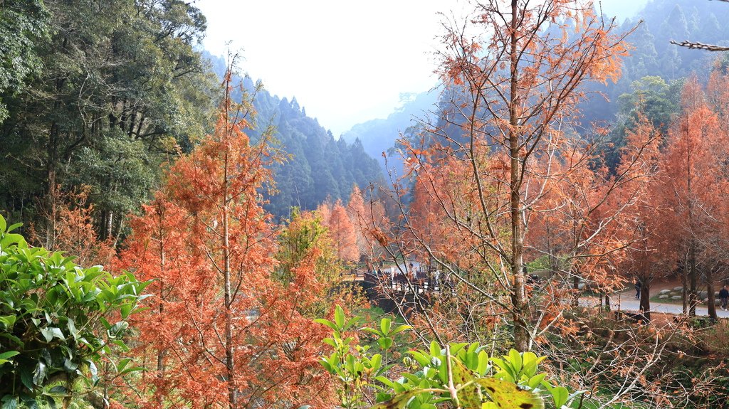 中部自由行花絮    1220-2   杉林溪的水杉林   