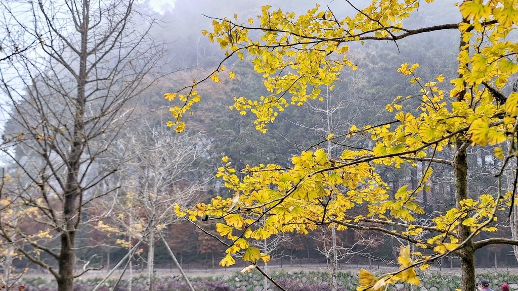 中部自由行花絮    1220-3  杉林溪銀杏湖  114