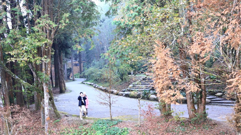 中部自由行花絮    1220-3  杉林溪銀杏湖  114