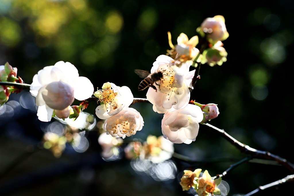 中正紀念堂  純香梅花 - 梅8