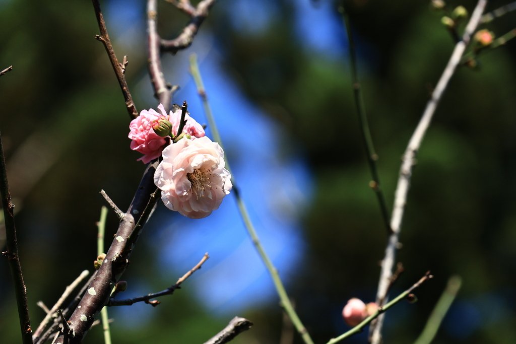 中正紀念堂  純香梅花 - 梅8