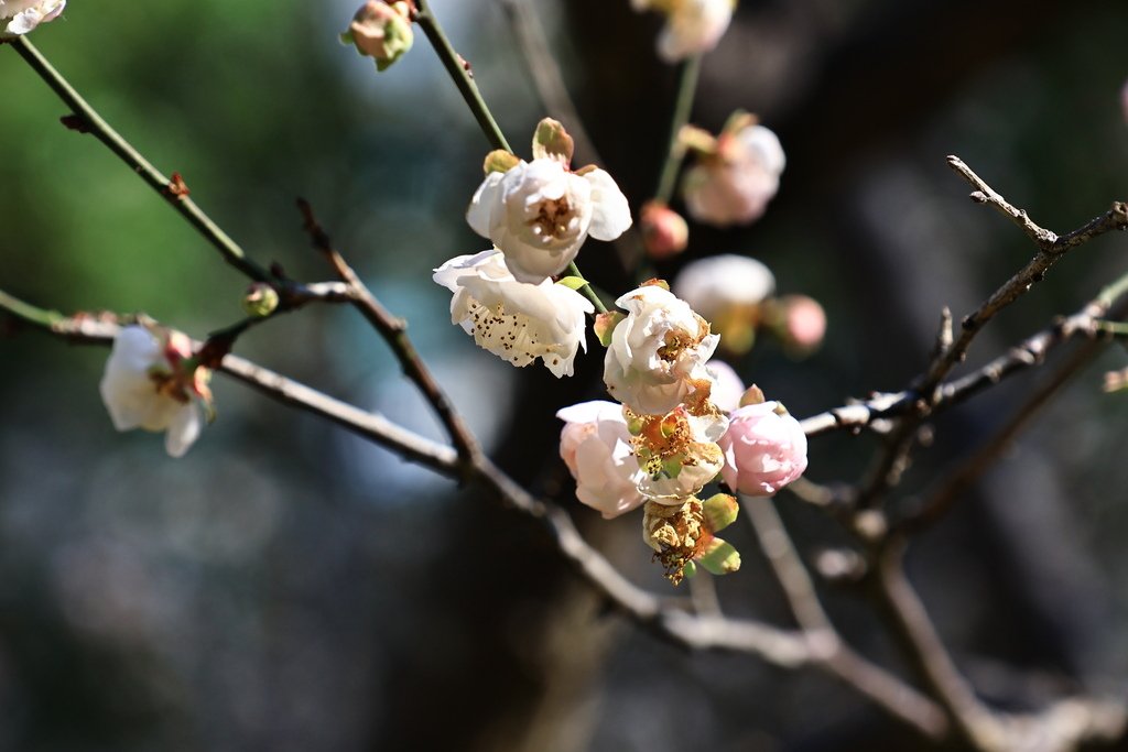 中正紀念堂  純香梅花 - 梅8