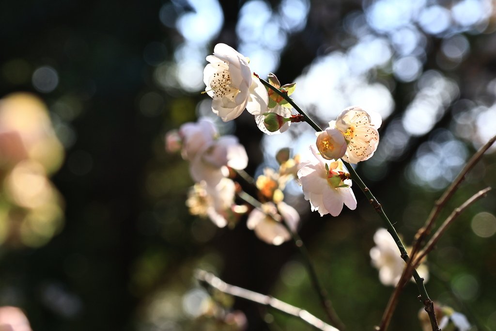 中正紀念堂  純香梅花 - 梅8