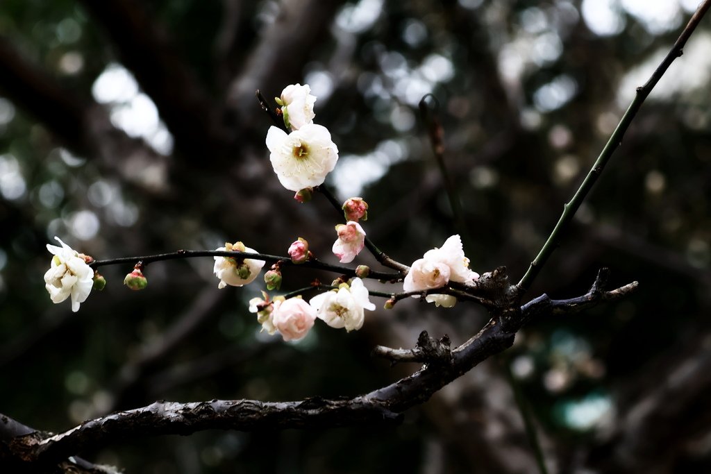 中正紀念堂  純香梅花 - 梅8