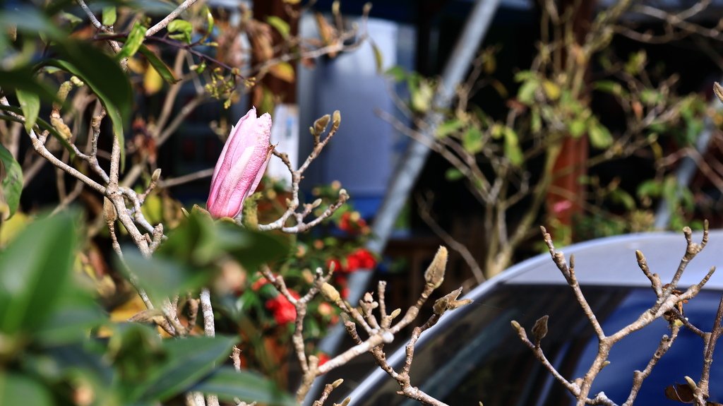 中部自由行花絮 1221-3 台大鳳凰茶園   114012