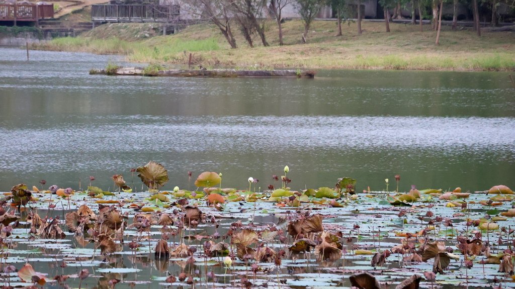 中部自由行花絮 1221-4  東勢林業文化園區   114