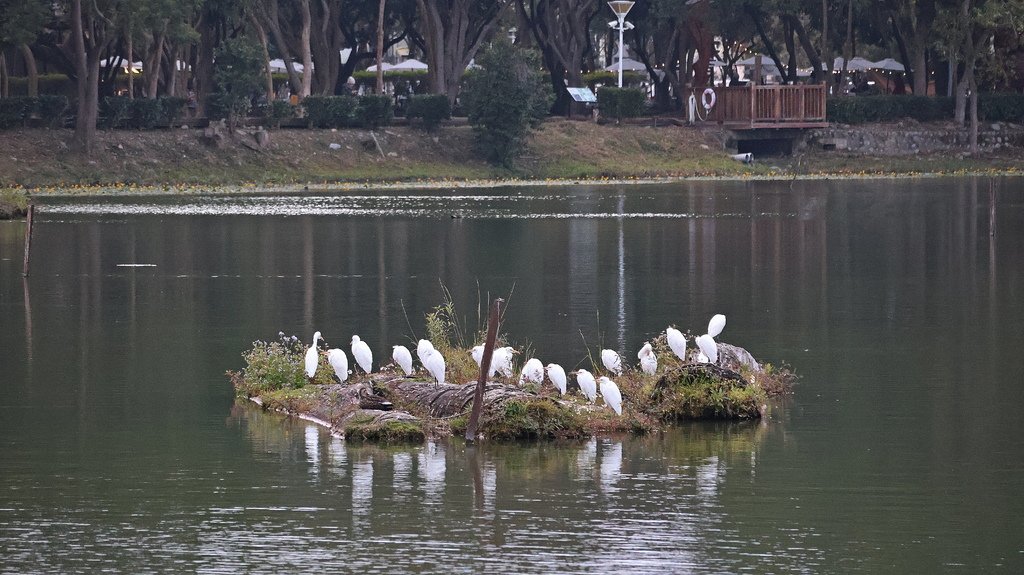 中部自由行花絮 1221-4  東勢林業文化園區   114