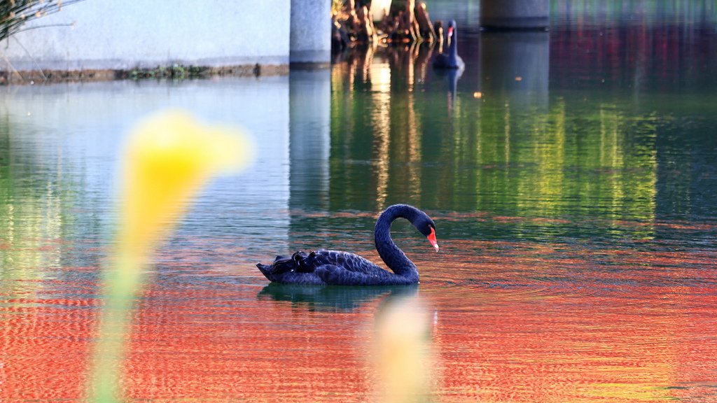 中部自由行花絮   1222-3 秋虹谷  1140203