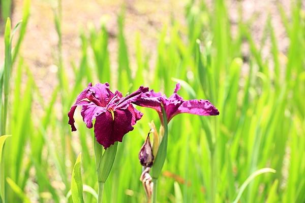 陽明山花卉中心紫藤花開  1140329
