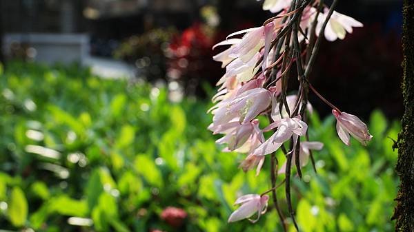 聯成公園天宮石斛蘭  1140503