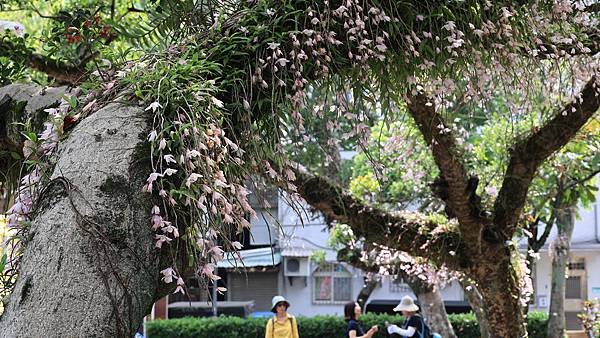 聯成公園天宮石斛蘭  1140503