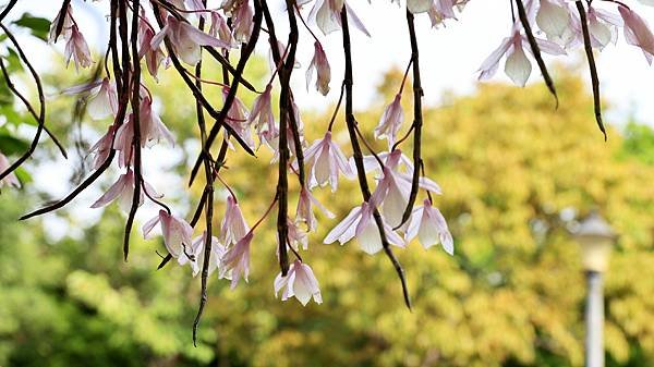 聯成公園天宮石斛蘭  1140503