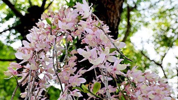 聯成公園天宮石斛蘭  1140503