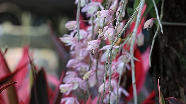 聯成公園天宮石斛蘭  1140503