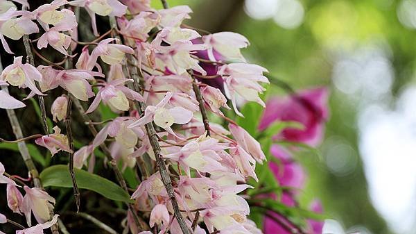 聯成公園天宮石斛蘭  1140503