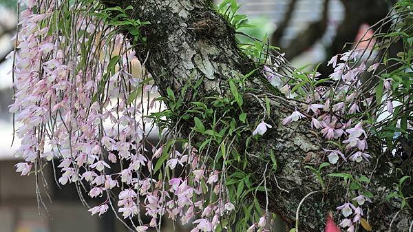 聯成公園天宮石斛蘭  1140503