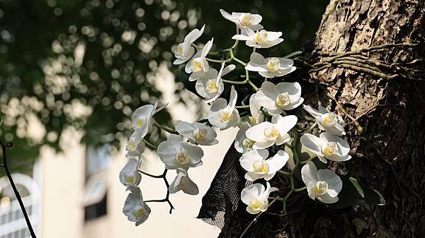 聯成公園天宮石斛蘭  1140503