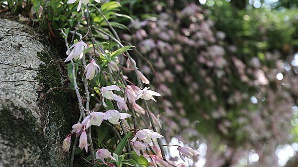 聯成公園天宮石斛蘭  1140503