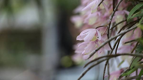 聯成公園天宮石斛蘭  1140503