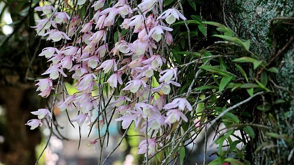 聯成公園天宮石斛蘭  1140503