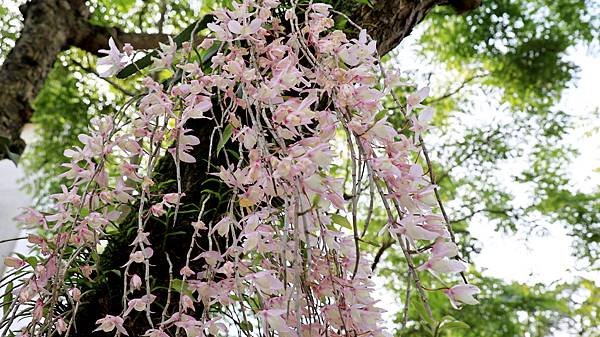 聯成公園天宮石斛蘭  1140503