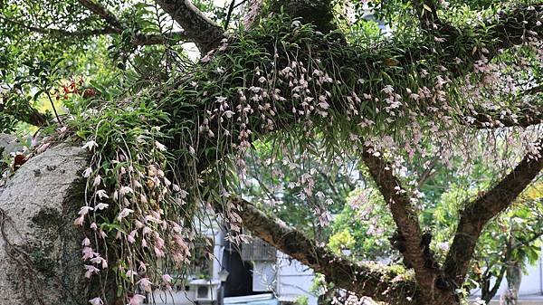 聯成公園天宮石斛蘭  1140503