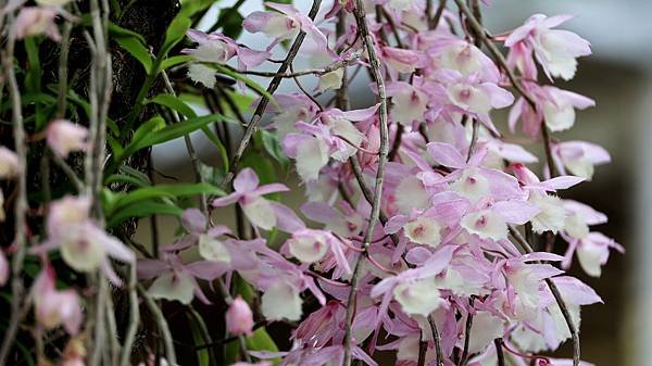聯成公園天宮石斛蘭  1140503