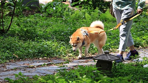 紀州庵也有加羅琳魚木  1140505