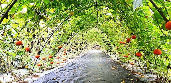 淡水南瓜隧道  1140509