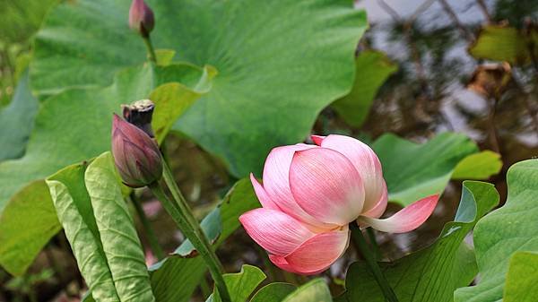 屯山里荷花池 (114荷1)  1140511