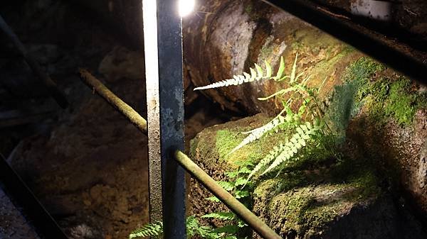 金瓜石漫遊 -本山五坑礦道  1140529