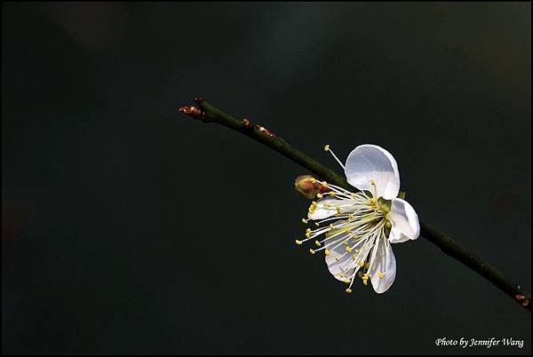 IMG_8085J.jpg