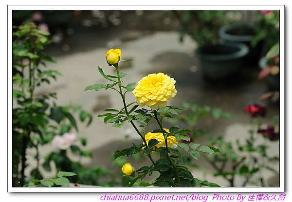DSC_0582.jpg