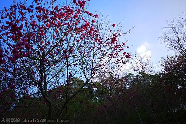 P1180595