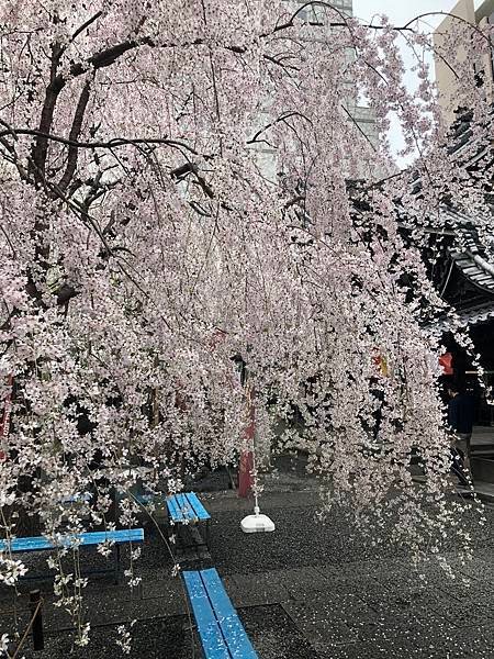 20190330_125205-8600522.jpg