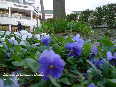 20101225_Rinku Premium Outlet_160452_lx5.jpg