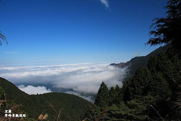 山毛櫸-011.JPG