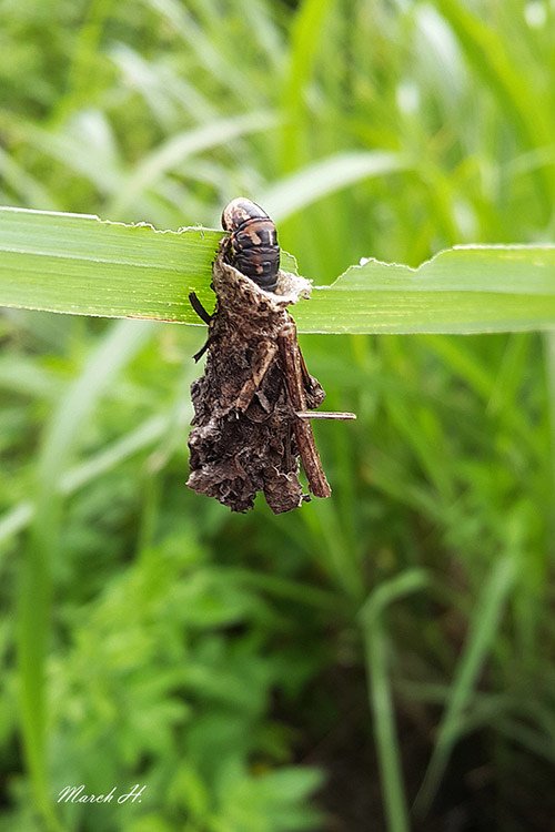 20180618_120612ss.jpg