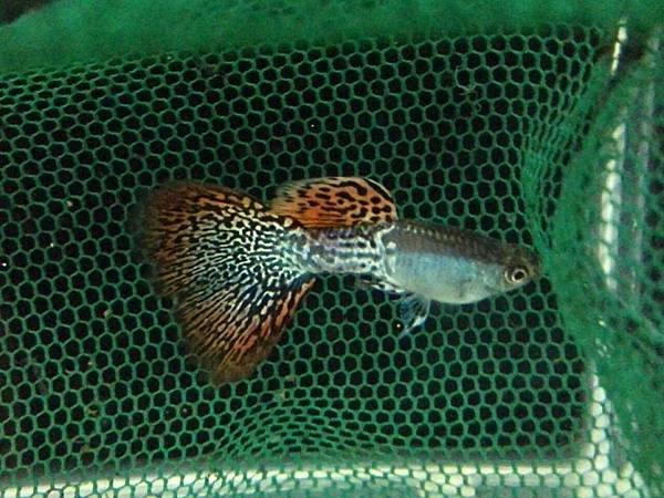 金屬紅蕾絲