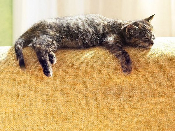 打盹的小猫咪.jpg