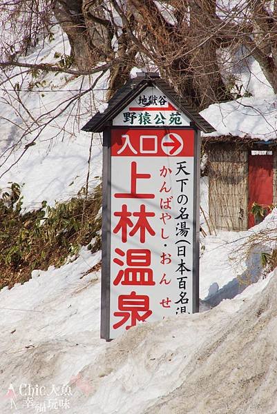 長野縣-地獄谷野猿公苑 (227)
