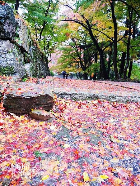 比沙門堂2012雨楓 (31)