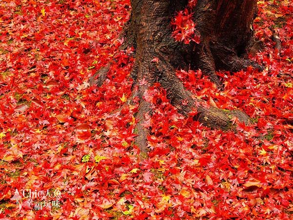 北野天滿宮紅葉 (10)