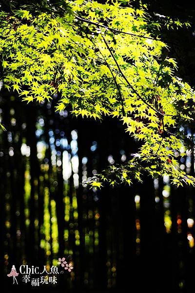 東福寺2009 (101)