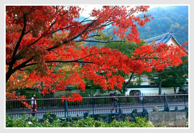 6 嵐山  (1).JPG
