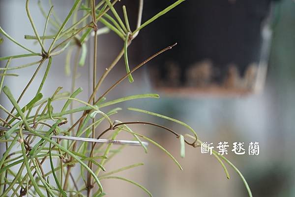 P181001007.jpg