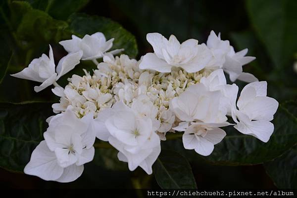 DSC_9933.JPG