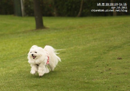 20110416_綠風草原_141921_lx5.JPG
