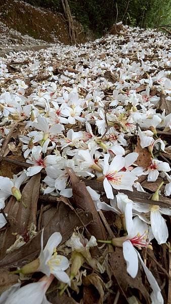 114.05.04三芝桐花步道-百年田梯步道-大鵬足湯公園之